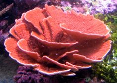 an orange coral on the ocean floor