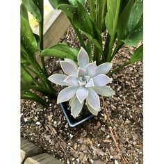 a small white flower in a black pot