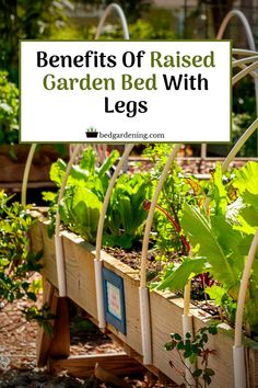 a garden bed with plants growing in it and the words benefits of raised garden bed with legs