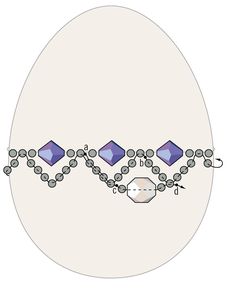 the diagram shows an egg with two separate cells and one attached to another cellphone