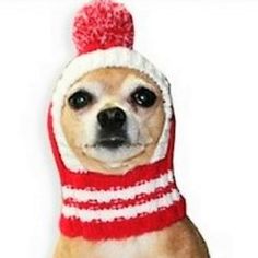 Classic Knit Hat Is The Pet Accessory For Your Fur Baby! Super Soft Acrylic Sweater Knit Hat Is Adorable And Functional. The Thick Ribbed Knit To Keep Pet Warm And Cozy In Cold Weather. Fashioned In A Classic Old School Ski Style Hat And Designed To Stay On With A Built-In Stretch Neck Band That Holds The Hat In Place. (The Only Pet Hat That Stays In Place!) Plus, 3 Free Harry Barker Rubber Balls With Purchase. Sizes Available: Med & Large. See Sizing Image Above To Help Fit Your Pet. Rib Knit Hat, Stretch Neck, Ski Style, Acrylic Sweater, Ski Fashion, Large Clothes, Sweater Knit, Knit Hat, Dog Clothes