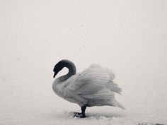 a black and white photo of a swan in the snow