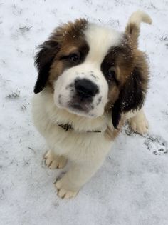 a brown and white dog standing in the snow