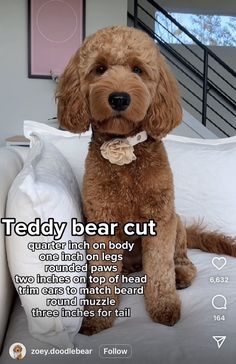 a brown dog sitting on top of a bed next to a white pillow with the caption teddy bear cut