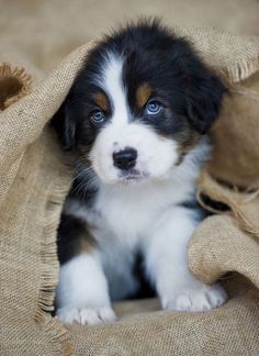 a puppy that is sitting under a blanket