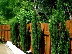 a white bench sitting next to a wooden fence covered in green plants and ivys