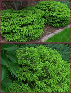 the same plant in different stages of growth, but with green leaves on each side