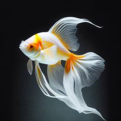 an orange and white fish swimming on top of the water in front of a black background