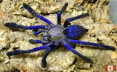 a blue spider sitting on top of a piece of wood