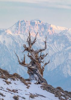 an old tree on the side of a mountain with snow covered mountains in the background