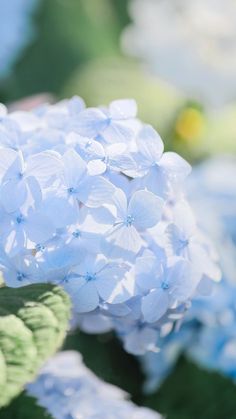 blue hydrangea flowers with green leaves in the foreground