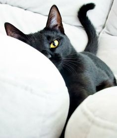 a black cat laying on top of a white couch