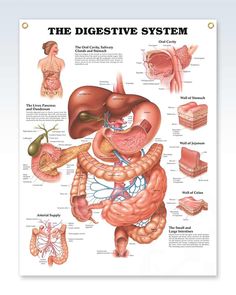 the digest system poster with pictures of organs