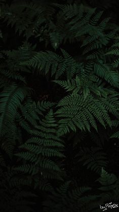 green leaves in the dark with one light on