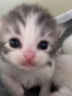 a small kitten sitting on top of a blanket