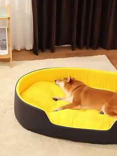 a brown dog laying on top of a yellow and black bed in a living room