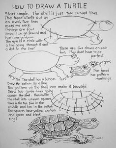 how to draw a turtle for kids with pictures on the front and back, including instructions