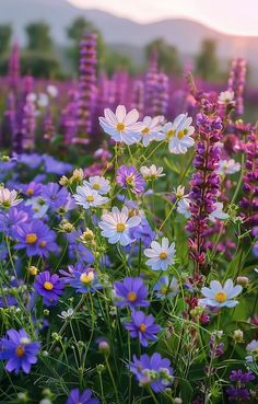 purple and white flowers in a field with mountains in the background