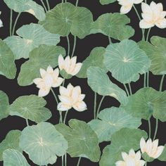 water lilies and green leaves on a black background