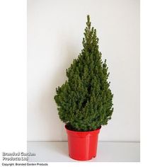 a small potted plant sitting on top of a table