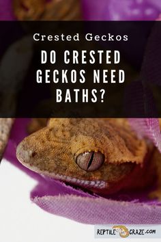 a close up of a gecko with text overlay reading crested geckos do crested geckos need baths?