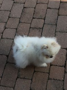 a small white dog sitting on top of a brick walkway