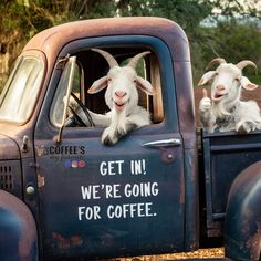 two goats are sitting in the back of an old blue truck with writing on it