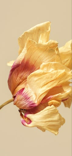 a yellow and pink flower is in the air