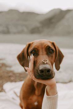 a brown dog with its nose ring on it's face holding up a persons hand