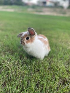 a small brown and white rabbit sitting on top of a green grass covered field with buildings in the background