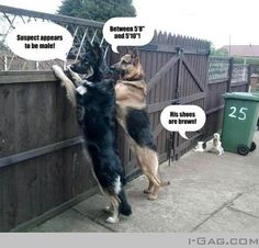 two dogs are playing with each other on the fence and one dog is trying to get up