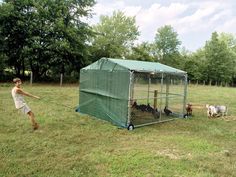 a young boy is playing with his dogs in the grass near a small chicken coop