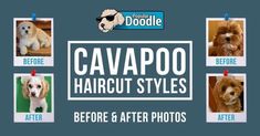 the before and after photos of cavapoo haircuts for dogs are shown