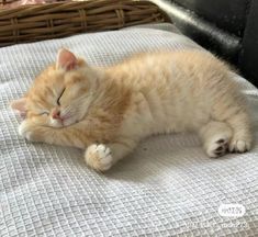 an orange and white cat sleeping on top of a bed next to a wicker basket