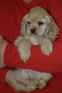 a person holding a small white dog in their arms and wearing a red shirt with his arm around him