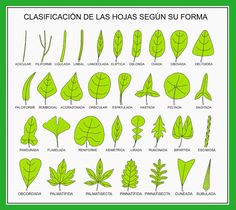 the different types of leaves in spanish