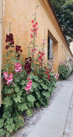 Hollyhocks growing on the sidewalk next to the wall of the building that’s yellow. The flowers are big and tall with many varieties of colors from dark purple to baby pink and light yellow Hollyhock Wallpaper, Hollyhocks Garden, Hollyhock Garden, Copenhagen Summer, Hollyhocks Flowers, Nice City, Flowers Everywhere, Cottage Garden Design, English Cottage Garden