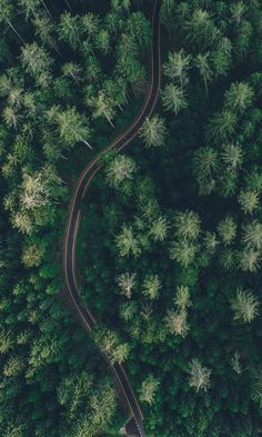 The Green Hidden Road Mural M9406 | Digital Art Wallpaper Wallpaper Forest With Depth, Pine Needles Wallpaper, Ios 16 Wallpaper Nature, Dark Forest Green Aesthetic, Forest With Road, Environmental Photography, Vibrant Wallpaper, Pine Tree Forest, Green Vibes