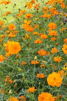 many orange flowers are growing in the grass