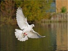 a white bird is flying over the water