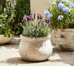 several potted plants with purple and blue flowers in them