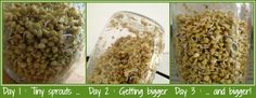 three pictures showing how to make seed sprouts