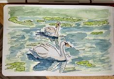 watercolor painting of two swans swimming in a pond with lily pads on the surface