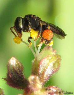 a fly sitting on top of a yellow flower