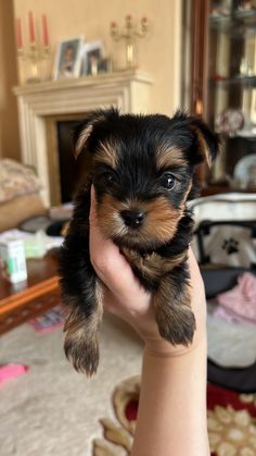 a small black and brown puppy is being held by someone's hand in front of a fireplace