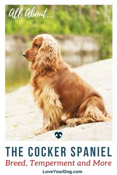 a cocker spaniel sitting on top of a sandy beach