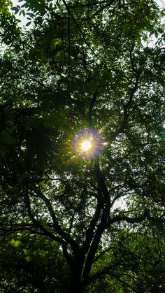 the sun shines through the leaves of a tree on a sunny day in the forest