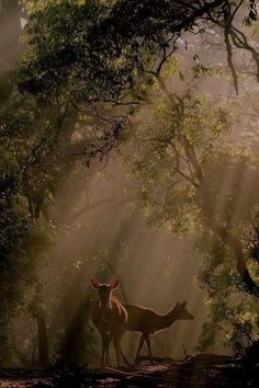 two deer standing in the middle of a forest with sunbeams shining down on them