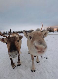 two reindeers standing in the snow with their heads turned to look at the camera