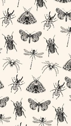 an image of many bugs and moths on a white background with black ink drawing effect